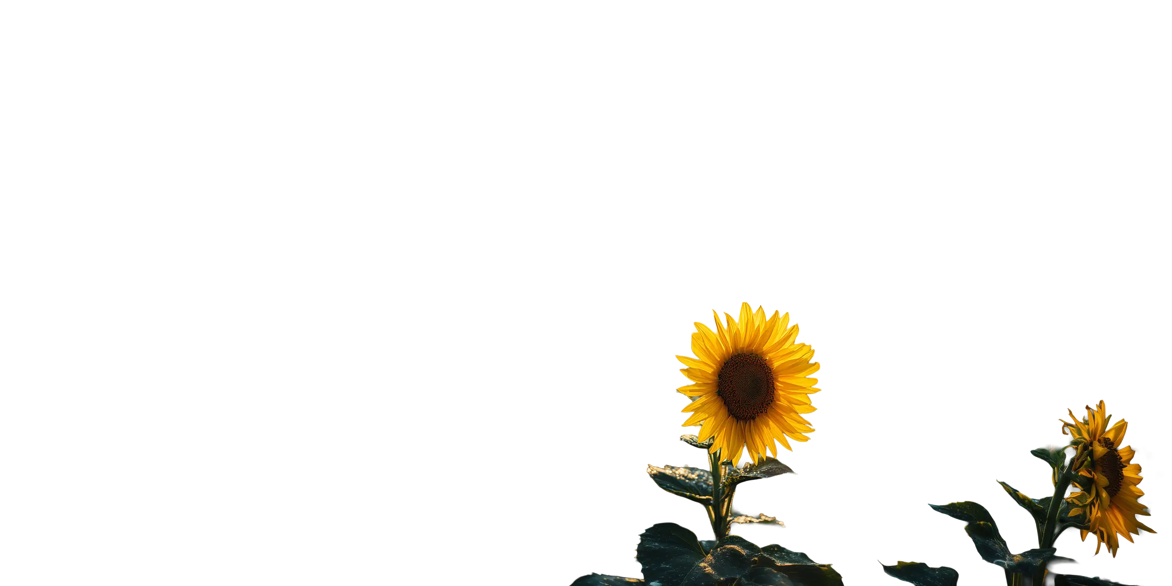 Sunflower 2